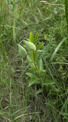 Asclepias ovalifolia, photograph (c) Aedan Rooney, some rights reserved (CC BY)