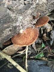 Crepidotus fuscovelutinus