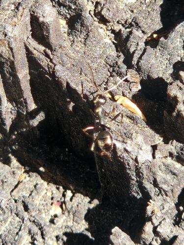 iNaturalist observation photo of fusca-group Field Ants and Allies