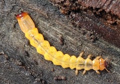 Dendroides canadensis