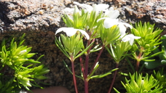Leptosiphon floribundus glaber