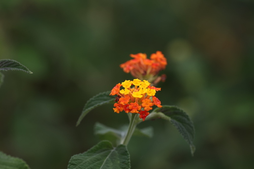 Lantana camara