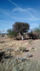 Forchhammeria watsonii