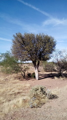 Forchhammeria watsonii