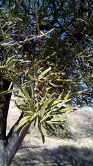 Forchhammeria watsonii