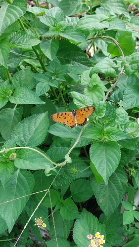 Tawny Coster