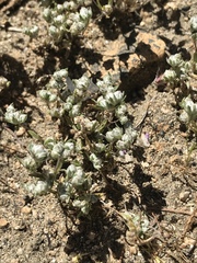 Stylocline psilocarphoides