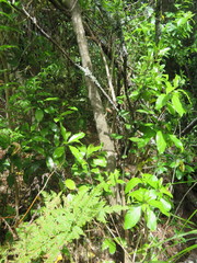 Hedycarya arborea