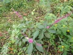 Odontonema callistachyum