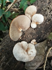 Crepidotus fuscovelutinus