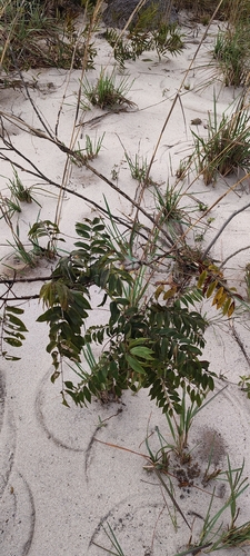 Psidium kennedyanum, 2026-07-20