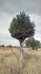 Forchhammeria watsonii