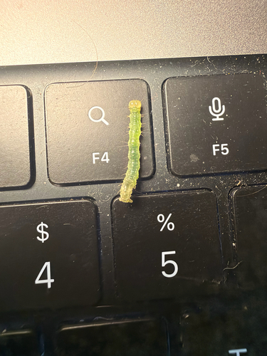 Bougainvillea Caterpillar Moth