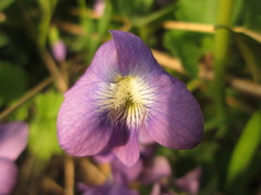 Viola communis