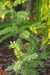 Sophora tetraptera