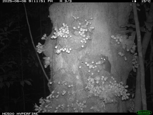Cercartetus caudatus, 2025-06-06