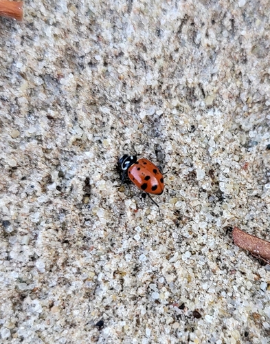 Convergent Lady Beetle