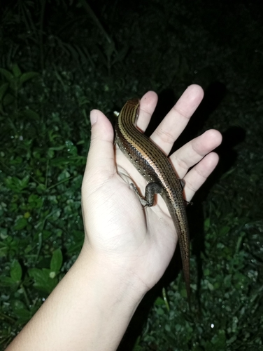 Common Sun Skink