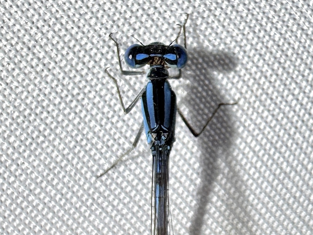 Atlantic Bluet