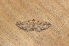 Austrocidaria