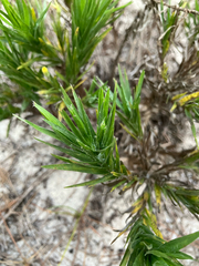 Pityopsis aequilifolia