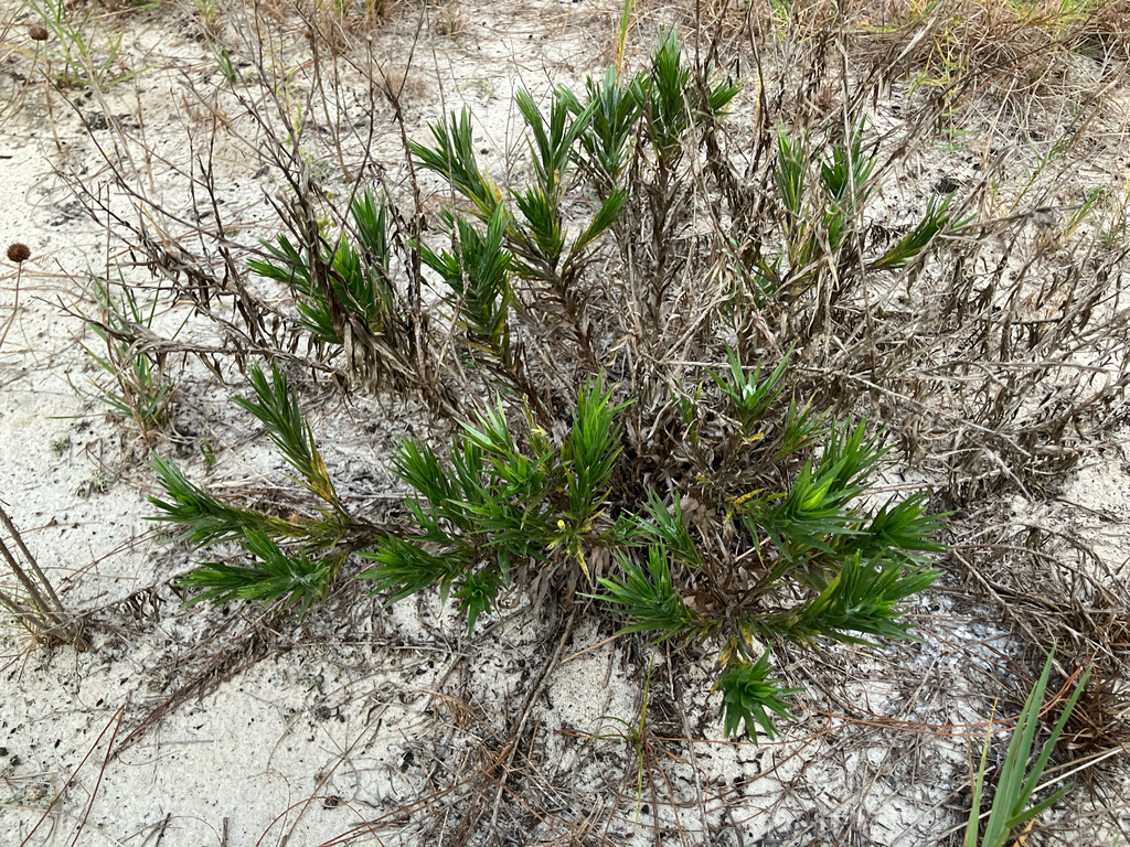 Pityopsis aequilifolia; photograph author not stated, no rights reserved