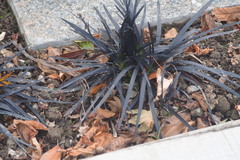 Ophiopogon planiscapus
