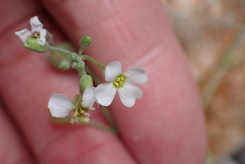 White Bladderpod