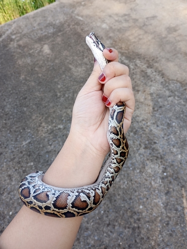 Burmese Python