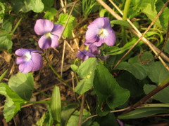 Viola communis