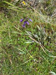 Gentianella rapunculoides