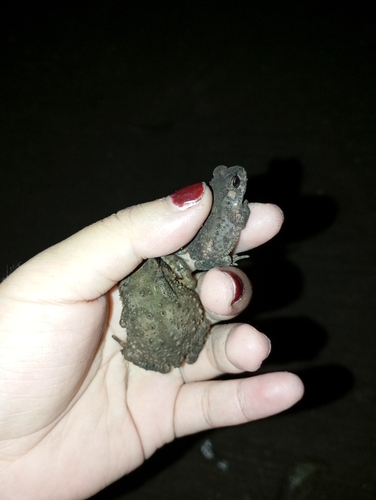 Asian Common Toad