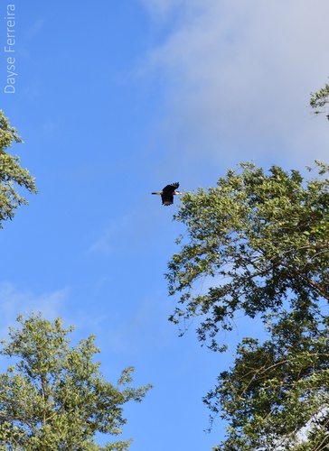 Crested Caracara