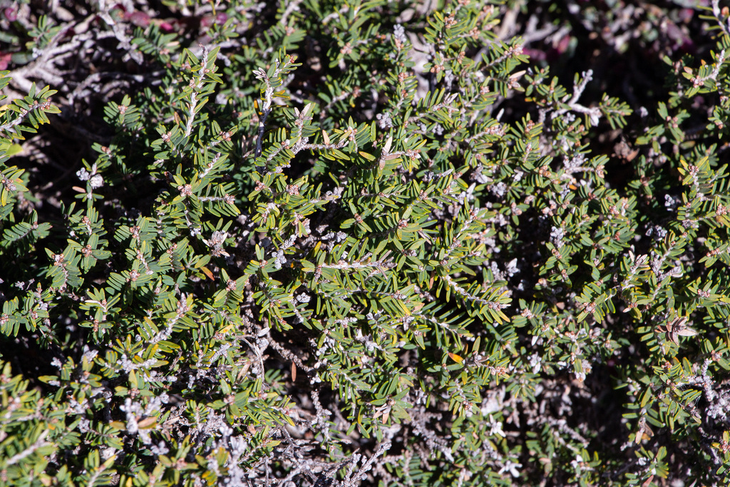 Melaleuca cuticularis; photograph (c) Carmon, some rights reserved (CC BY-SA)