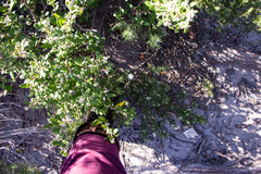 Westringia dampieri, photograph (c) Carmon, some rights reserved (CC BY-SA)