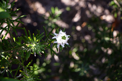Westringia dampieri, photograph (c) Carmon, some rights reserved (CC BY-SA)