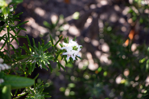 Westringia dampieri, photograph 5