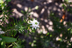 Westringia dampieri, photograph (c) Carmon, some rights reserved (CC BY-SA)