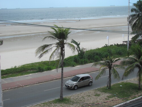 Cocos nucifera