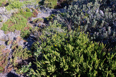 Hibbertia cuneiformis, photograph (c) Carmon, some rights reserved (CC BY-SA)