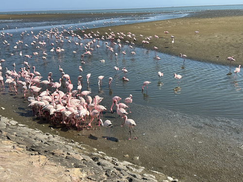 iNaturalist image