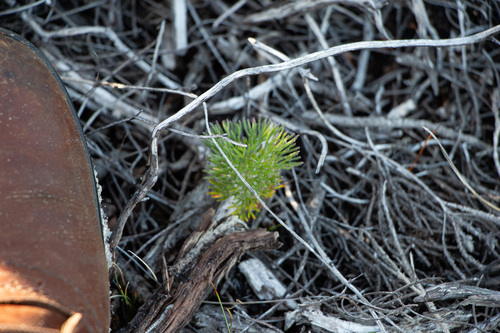 Adenanthos sericeus
