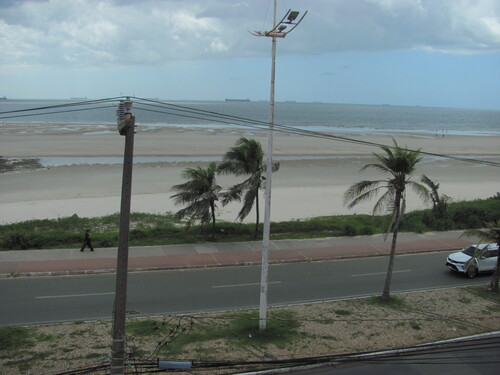 Cocos nucifera