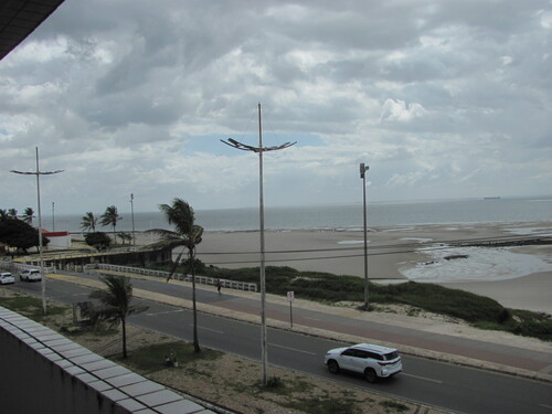 Cocos nucifera
