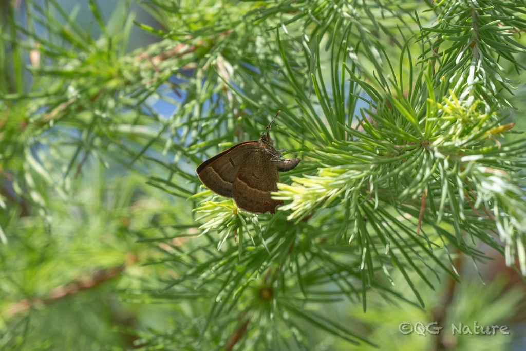 Indian Purple Hairstreak
