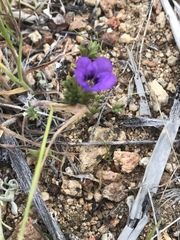 Phacelia fremontii