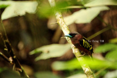 Eurylaimus javanicus