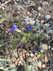 Phacelia fremontii