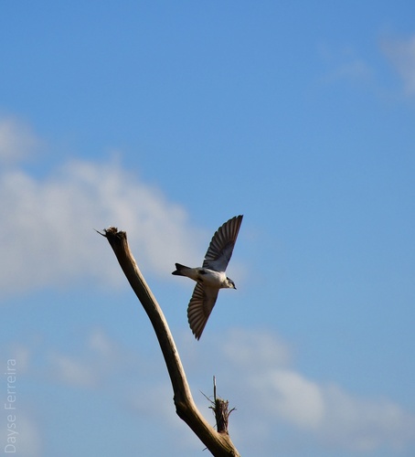 White-winged Swallow