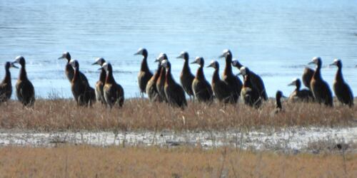 iNaturalist image